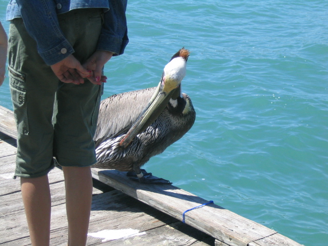 618x457 pixels (167K)