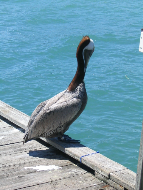 458x617 pixels (183K)