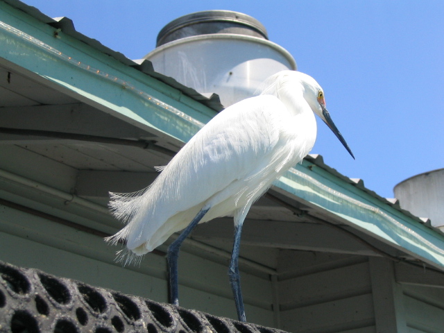 618x457 pixels (140K)