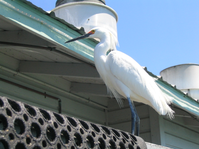 618x457 pixels (150K)