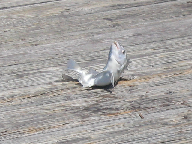 618x457 pixels (184K)