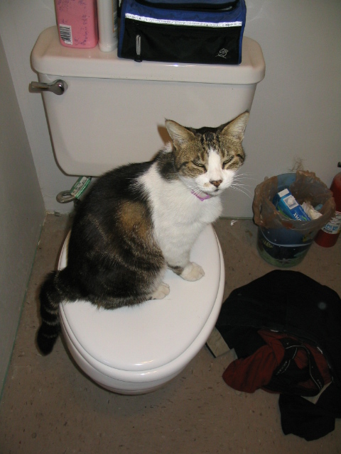 458x617 pixels (130K)